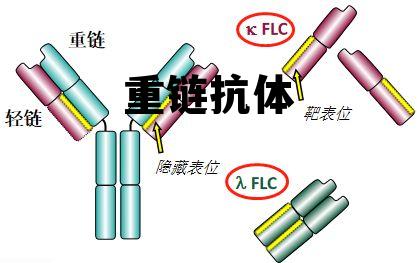 重链抗体和纳米抗体的区别，重链抗体