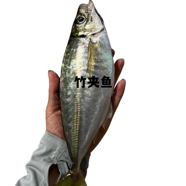 竹夹鱼多少钱一斤,竹夹鱼 竹夹鱼多少钱一斤,竹夹鱼